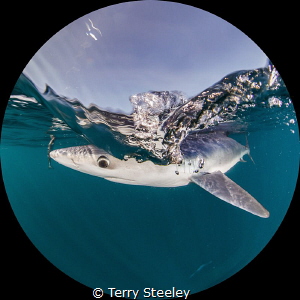 Through the round window...
— Subal underwater housing, ... by Terry Steeley 